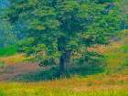 USA-Washington State-Issaquah lone Big Leaf Maple tree in grassy field Art Print